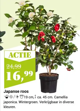 Groencentrum Hoogeveen Japanse roos aanbieding