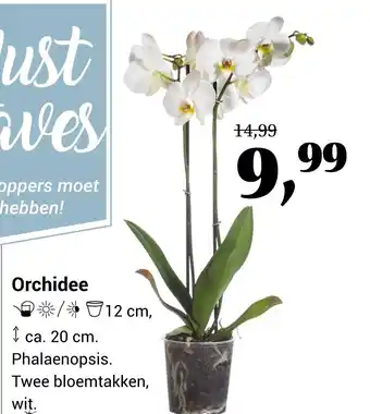 Tuincentrum de Nieuwstad Orchidee aanbieding