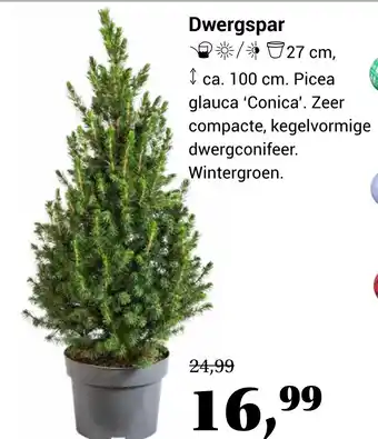 TuinWereld Dwergspar aanbieding