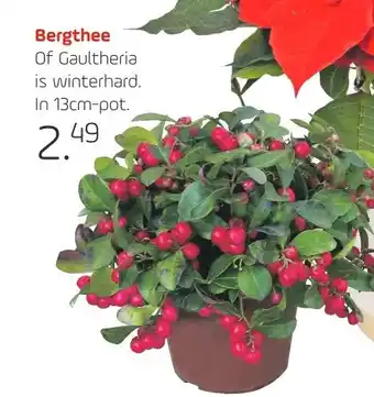 Coppelmans Bergthee aanbieding