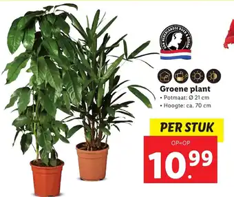 Lidl Groene plant aanbieding