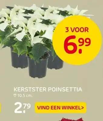 Praxis Kerstster poinsettia 10.5 cm aanbieding