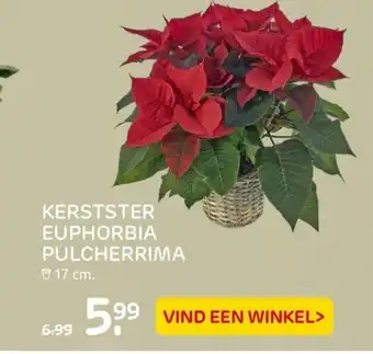 Praxis Kerstster Euphorbia pulcherrima 17 cm aanbieding