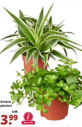 GroenRijk Groene planten aanbieding