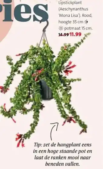 Intratuin Lipstickplant (aeschynanthus 'mona lisa'), rood, hoogte 35 cm potmaat 15 cm. 14.99 11.99 aanbieding