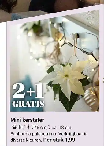 Tuincentrum de Nieuwstad Mini kerstster aanbieding