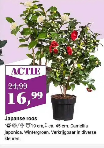 Tuincentrum de Nieuwstad Japanse roos aanbieding