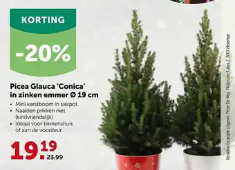 Aveve Picea glauca 'conica' in zinken emmer ø19 cm aanbieding