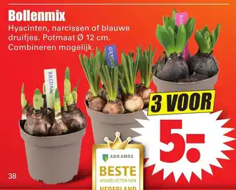 Dirk Bollenmix 12cm 3st aanbieding