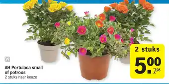 Albert Heijn AH Portulaca small of potroos aanbieding