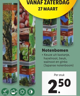 Lidl Notenbomen aanbieding