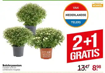 Coop Bolchrysanten aanbieding