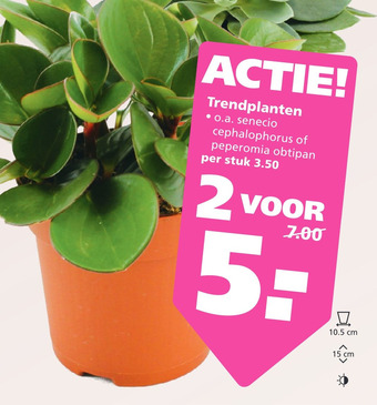 Ranzijn Trendplanten aanbieding