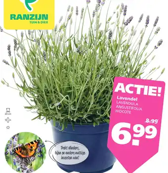 Ranzijn Lavendel aanbieding