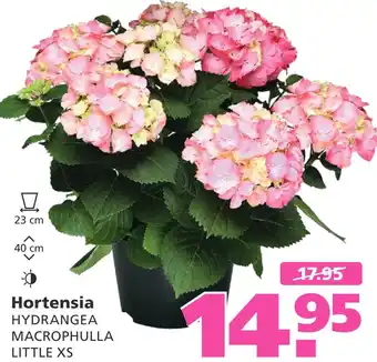 Ranzijn Hortensia aanbieding