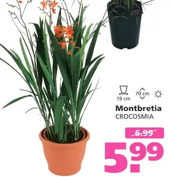 Ranzijn Montbretia aanbieding