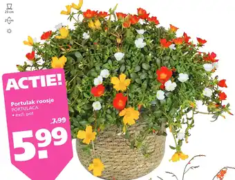 Ranzijn Portulak roosje aanbieding