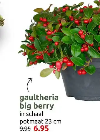 Deka Tuin Gaultheria big berry aanbieding