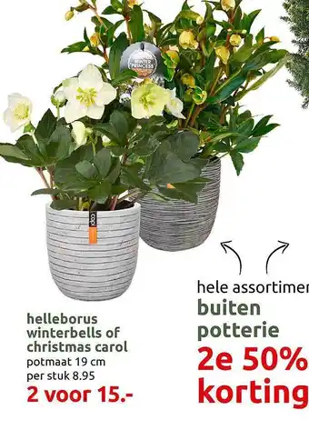 Deka Tuin Helleborus winterbells of christmas carol of buiten potterie aanbieding