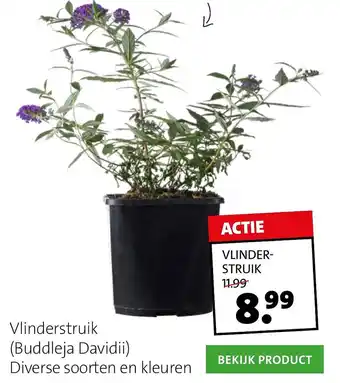 Intratuin Vlinder- struik aanbieding