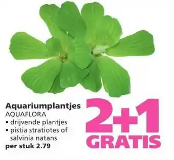 Ranzijn Aquariumplantjes aquaflora aanbieding