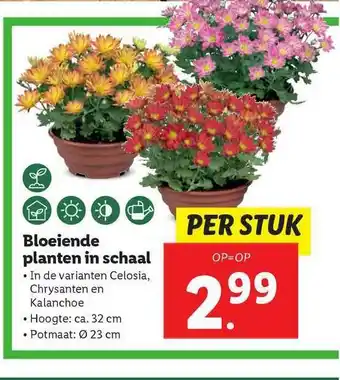 Lidl Bloeiende planten in schaal aanbieding