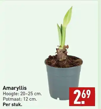 ALDI Amaryllis aanbieding