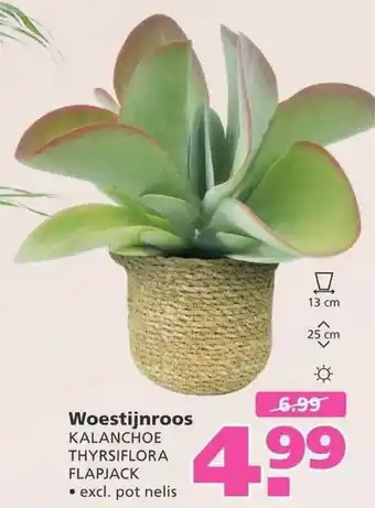 Ranzijn Woestijnroos kalanchoe thyrsiflora flapjack aanbieding