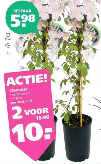 Ranzijn Clematis aanbieding