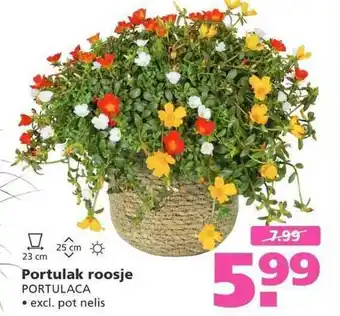 Ranzijn Portulak roosje portulaca aanbieding