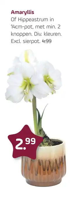 Coppelmans Amaryllis aanbieding