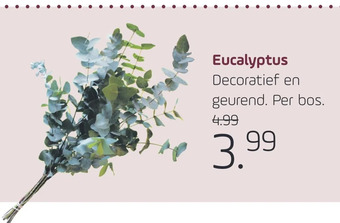 Coppelmans Eucalyptus aanbieding