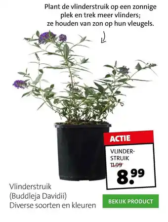 Intratuin Vlinderstruik (Buddleja Davidii) aanbieding