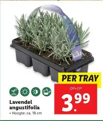 Lidl Lavendel Angustifolia aanbieding