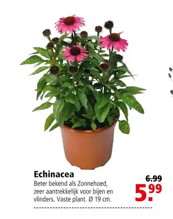 Welkoop Echinacea aanbieding