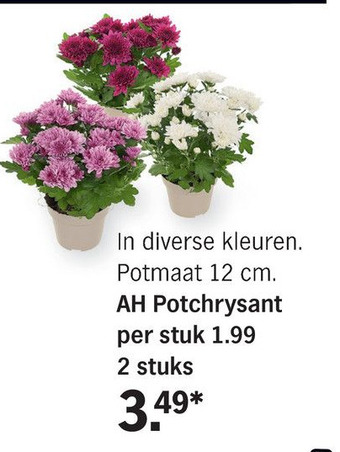 Albert Heijn AH Potchrysant aanbieding