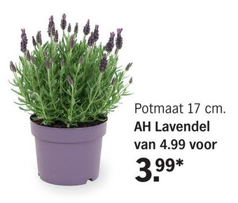 Albert Heijn AH Lavendel aanbieding