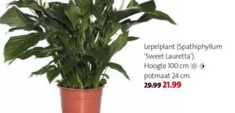 Intratuin Lepelplant (spathiphyllum 'sweet lauretta"). aanbieding