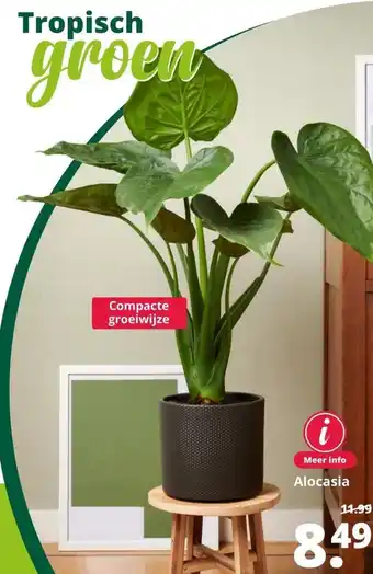 GroenRijk Alocasia aanbieding