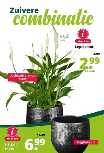 GroenRijk Sierpot tokio of lepelplant aanbieding