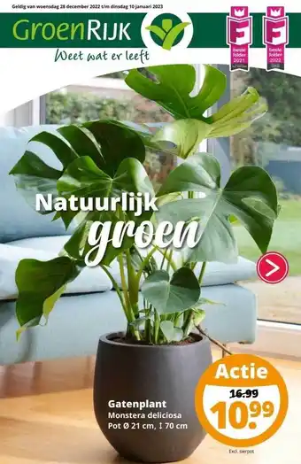 GroenRijk Gatenplant monstera deliciosa aanbieding