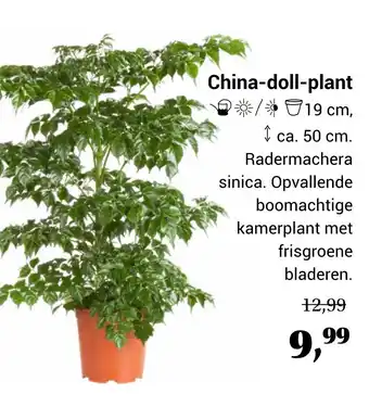 TuinWereld China-doll-plant aanbieding