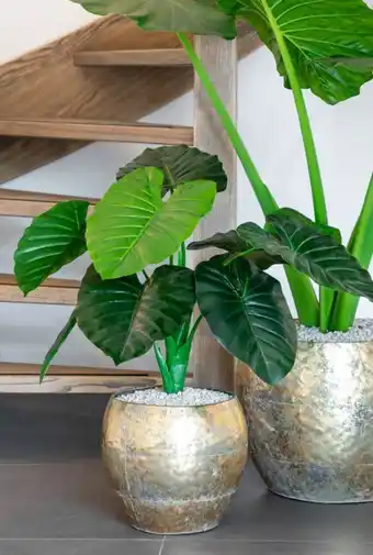 123Planten Alocasia aanbieding