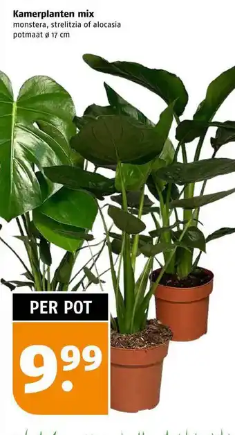 Poiesz Kamerplanten mix aanbieding