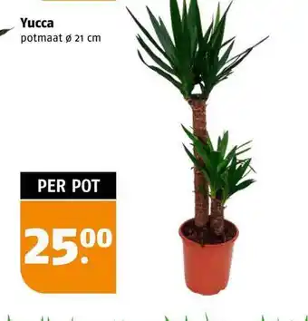 Poiesz Yucca aanbieding