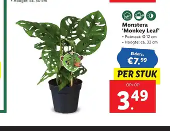 Lidl Monstera 'Monkey Leaf' aanbieding