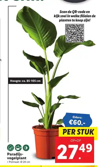 Lidl Paradijs-vogelplant aanbieding