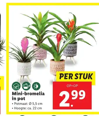 Lidl Mini-bromelia in pot aanbieding