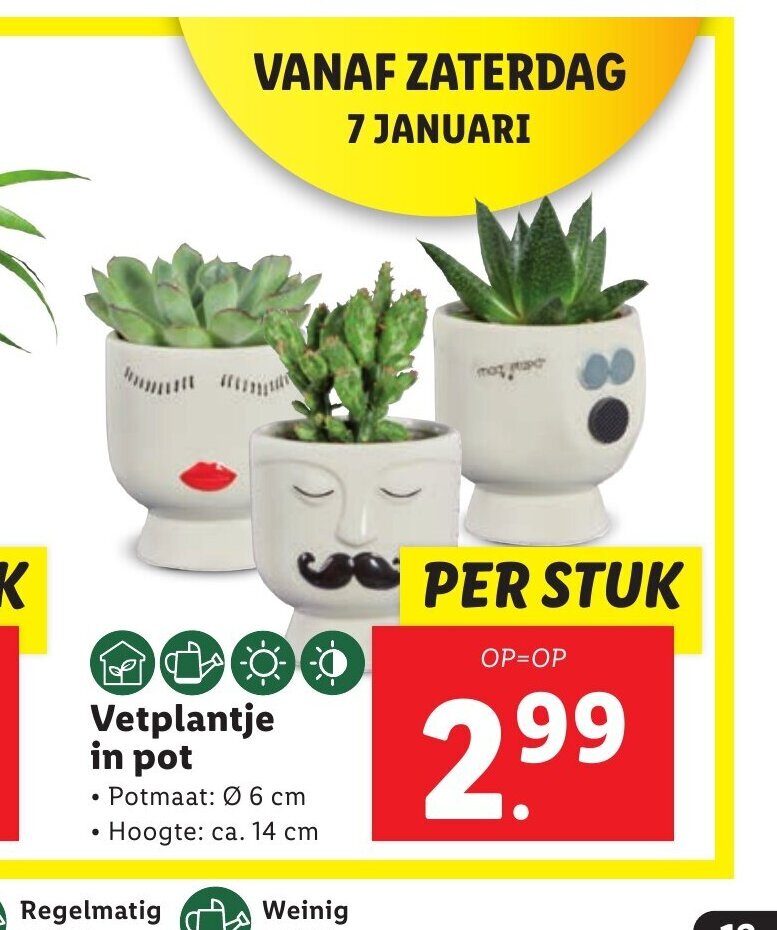 Vetplantje in pot aanbieding bij Lidl