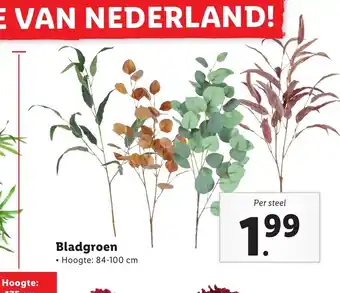 Lidl Bladgroen 84-100 cm aanbieding